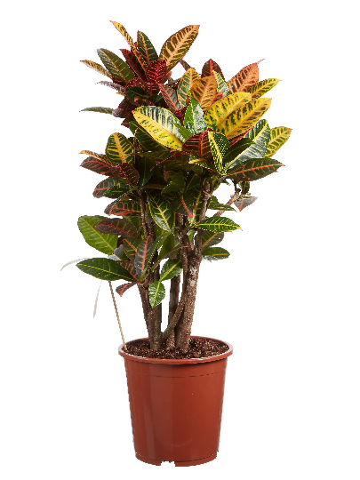 3 Graines de Croton - Codiaeum variegatum - Croton Codiaeum Variegatum-Mon Jardin Tropical-