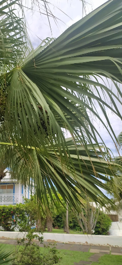10 graines palmier Coccothrinax barbadensis ou latanier balai, latanier - Coccothrinax bardensis-Mon Jardin Tropical-